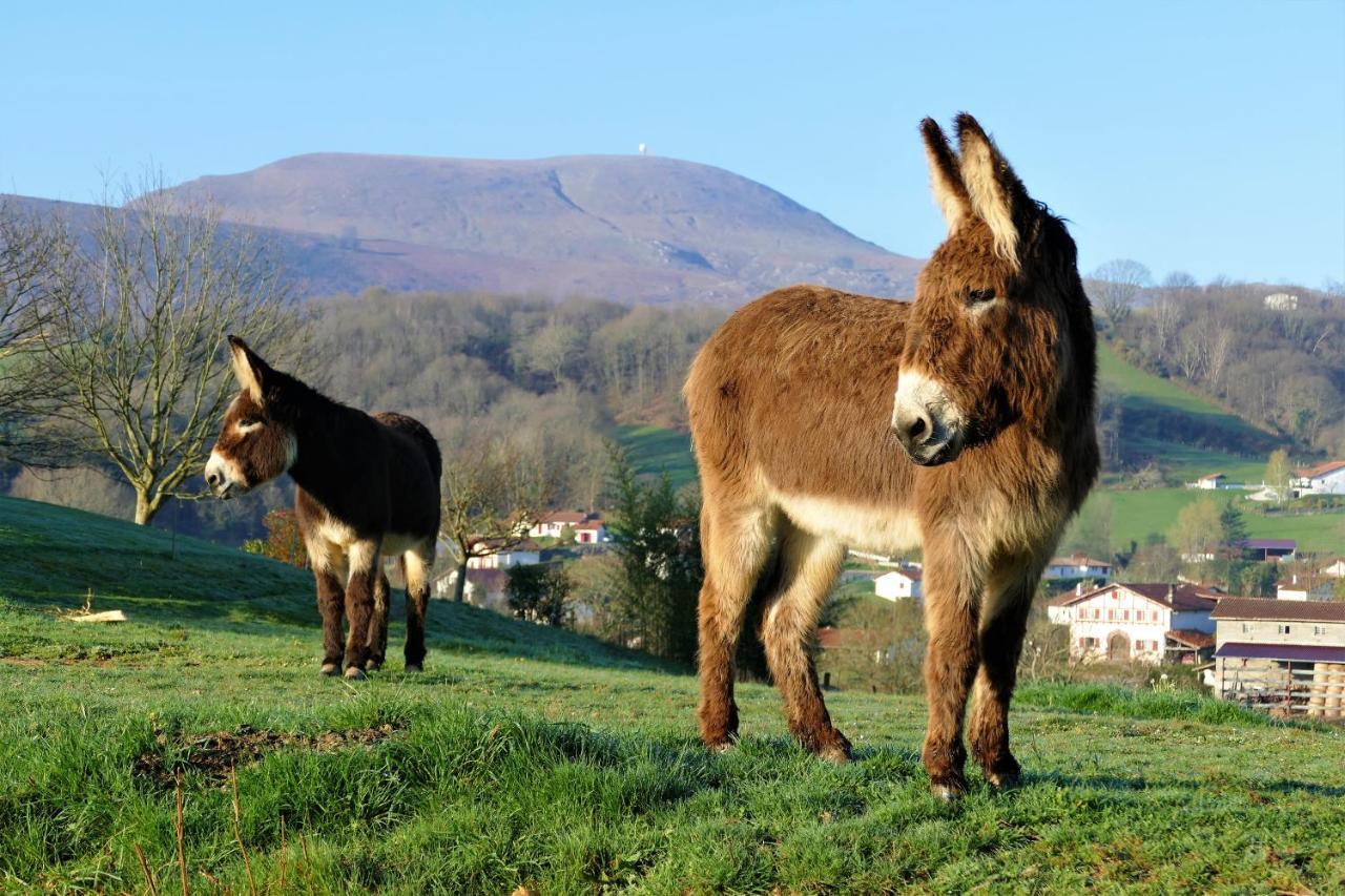 Baskoparadis I Eco-Gites I Calme I Vue I Anes I Jardin I Montagne I Nature Louhossoa Exteriér fotografie