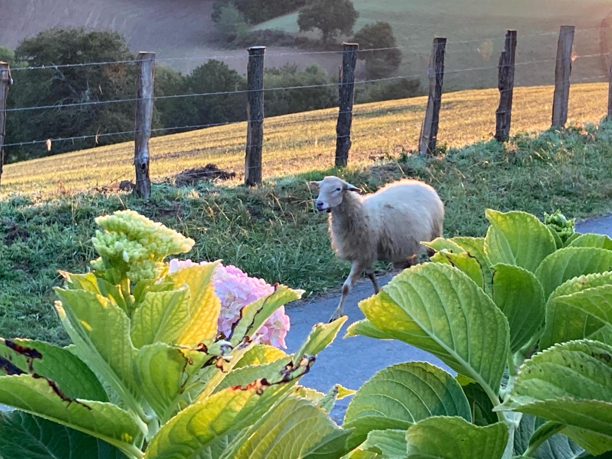 Baskoparadis I Eco-Gites I Calme I Vue I Anes I Jardin I Montagne I Nature Louhossoa Exteriér fotografie